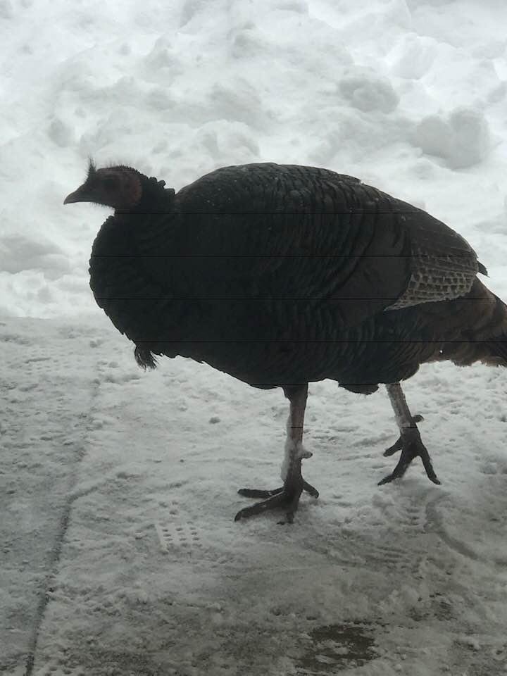 Nena won’t let me open the door and let the dogs have some fun chasing the turkeys in the snow!