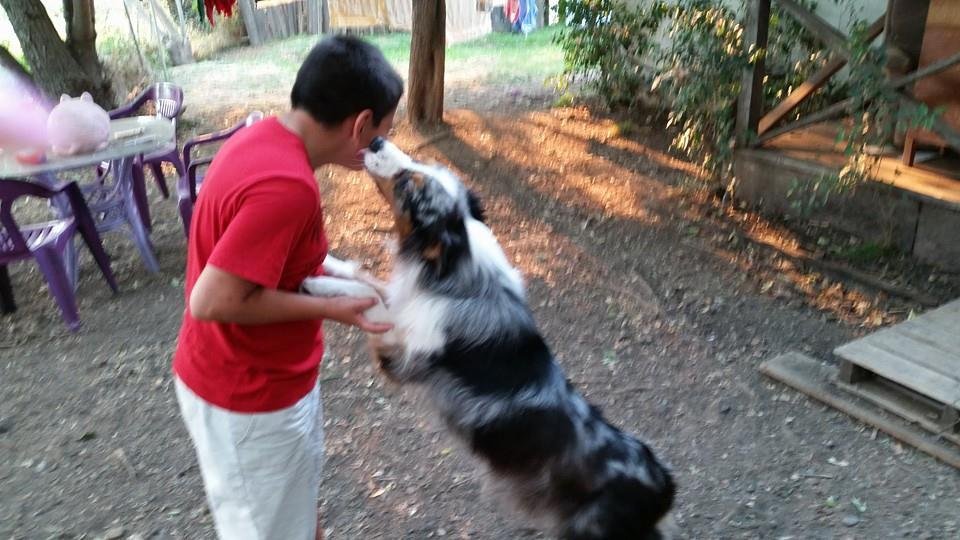 Chip giving kisses to his friend, Daniel. Sweet puppy!
