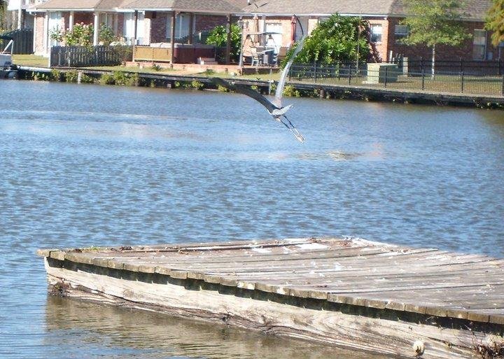 Blue Heron takes off in flight...
