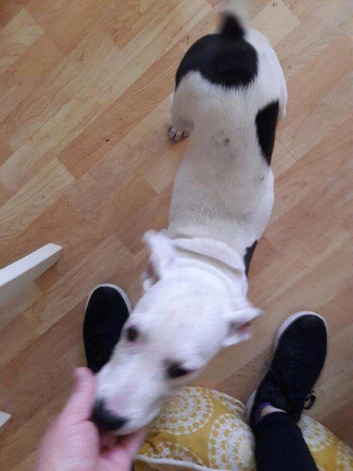 Dog found in Deerfield Village area along Windsong Trail. Please
Contact me if it belongs to you.