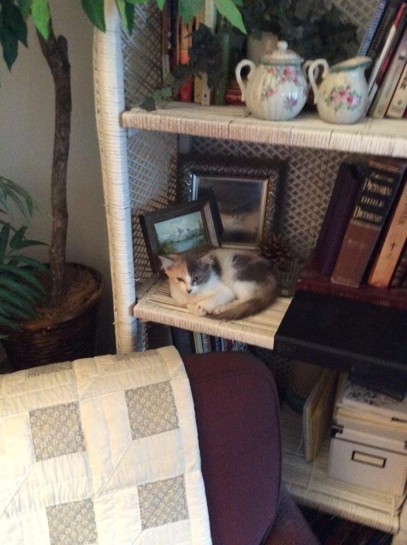 See the new member of the Grove household ! "Mercedes the Cat"