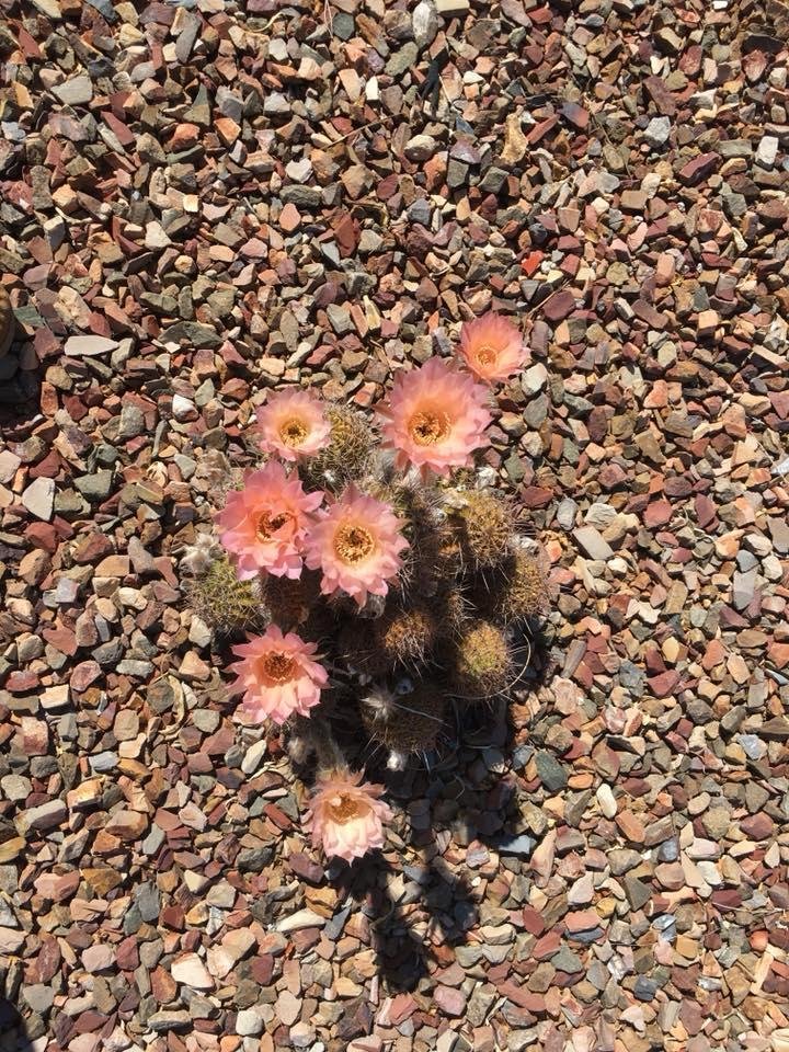 Kathy Morasky's album, Mobile Uploads