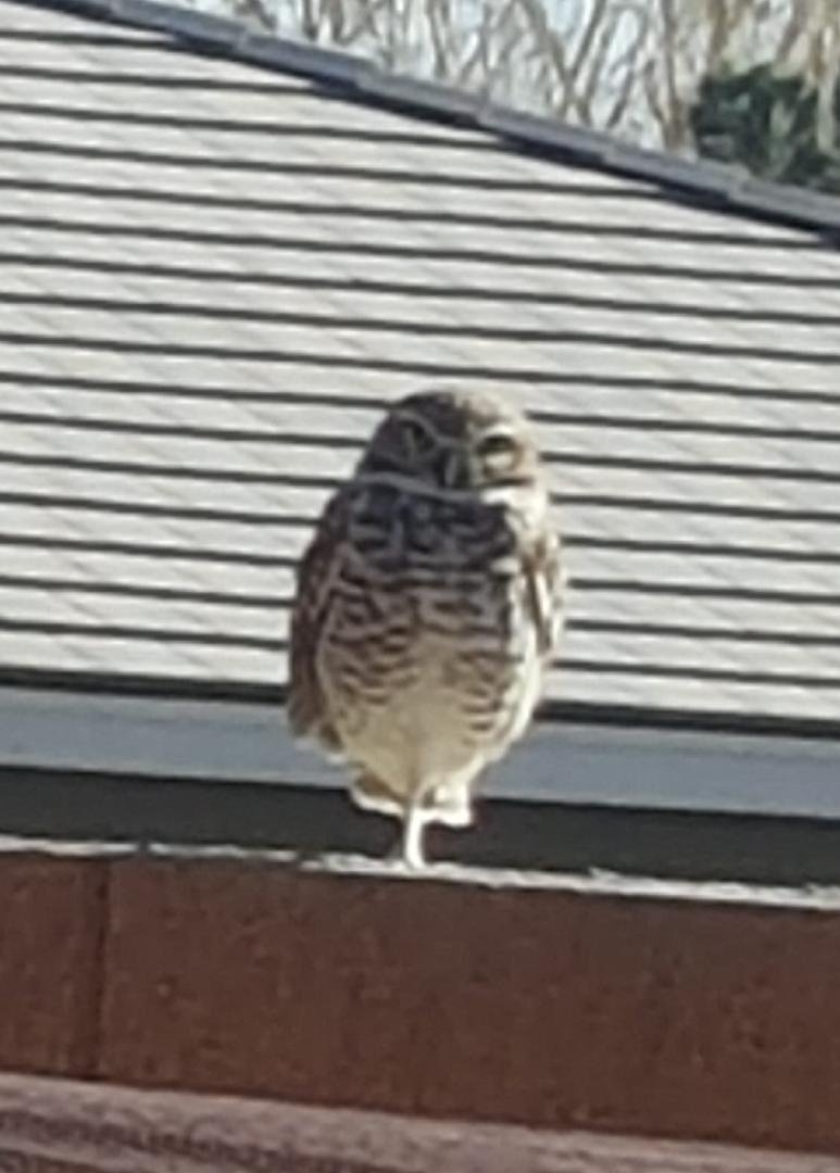 Saw this Owl on my back wall yesterday. They are great at helping with mice control. Looks like it has made my back yard a regular place to visit.