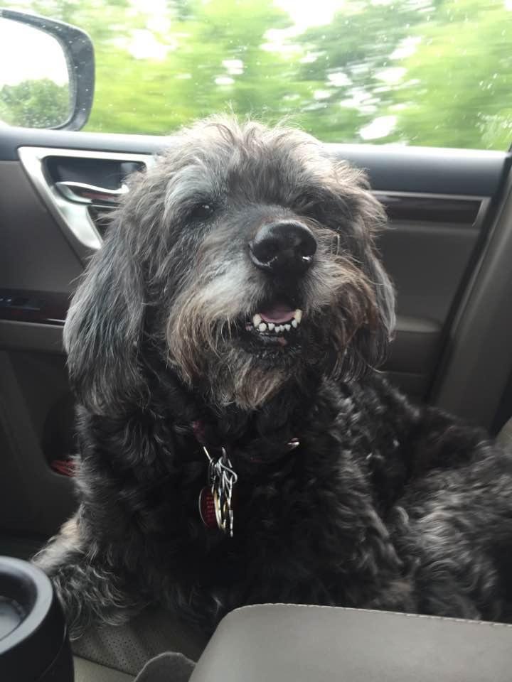 Happy belated doggy day