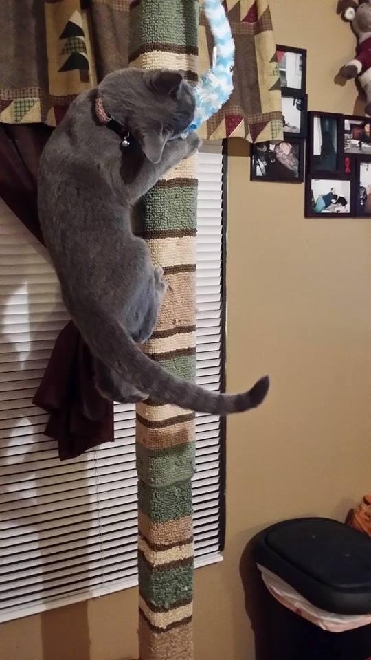 His uncle doug made them this cat stratcher