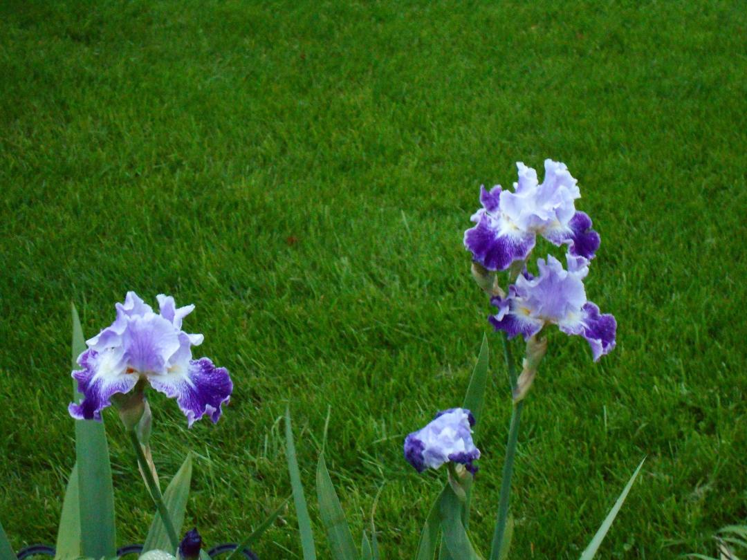 more iris's