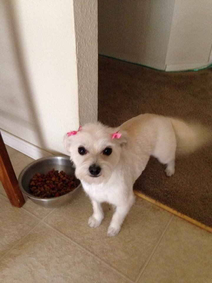 Our little girl Bebe, just got home from the Salon.