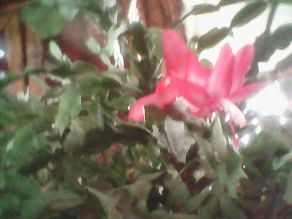 Snow?? Mother Nature is all mixed up..…here is proof...my "Christmas" cactus is blooming !! The birds don't know whether to build new or snuggle up in the old !!!!
