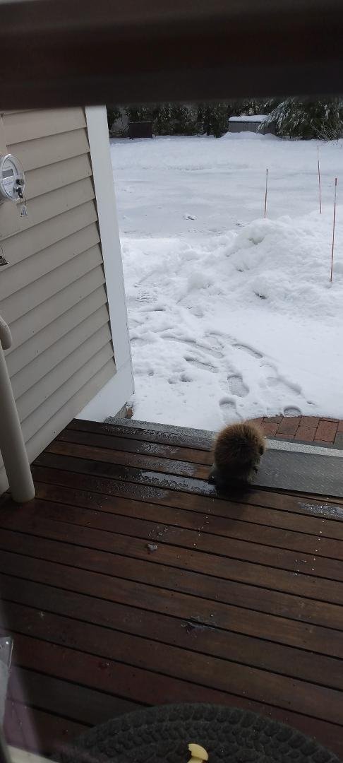 This is Clover our resident juvenile porcupine warming their butt on the HeatTrak on our front steps. Comes by most mornings looking for an apple which Joyce is only too happy to provide. Clover earned the name last spri
