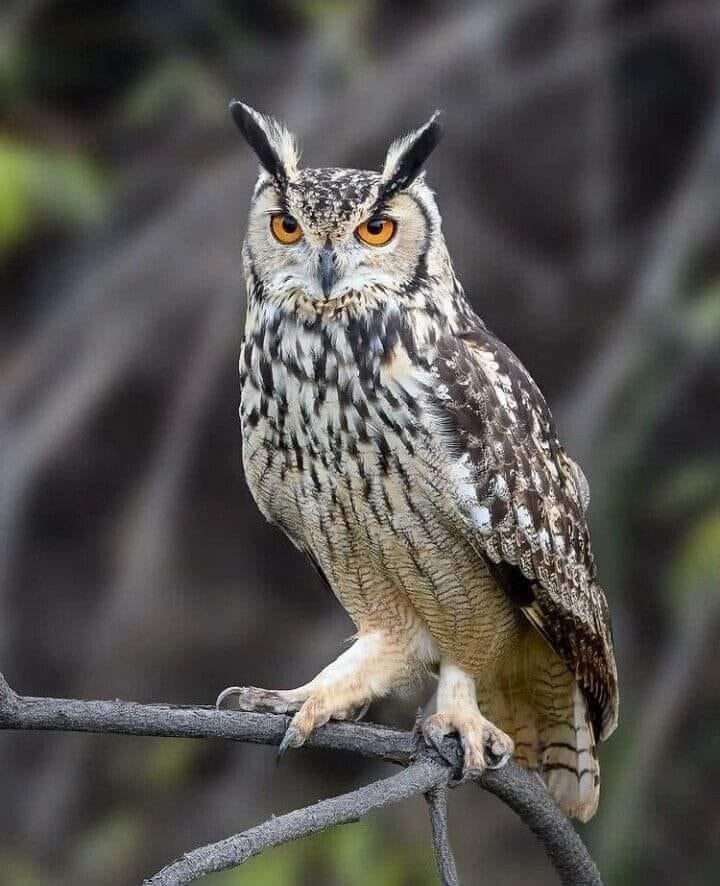 Ya gotta admit,  this is one gorgeous bird!