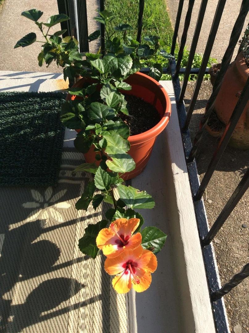 Gilbert Lins' album, iOS Photos