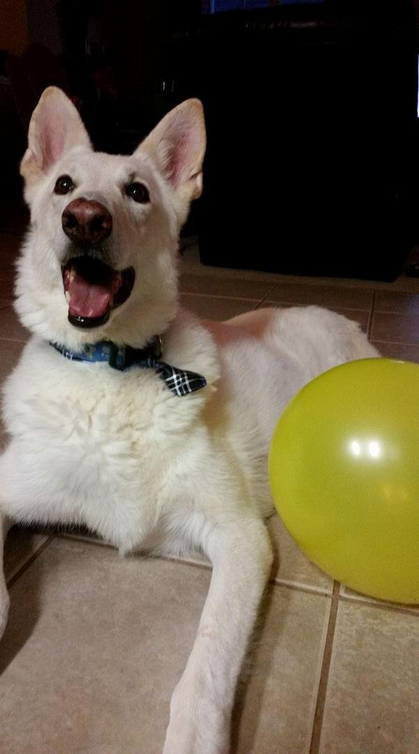 Long overdue birthday party that was off the hook. Cake gifts and balloons. Thanks Melissa, Jack loves you too.