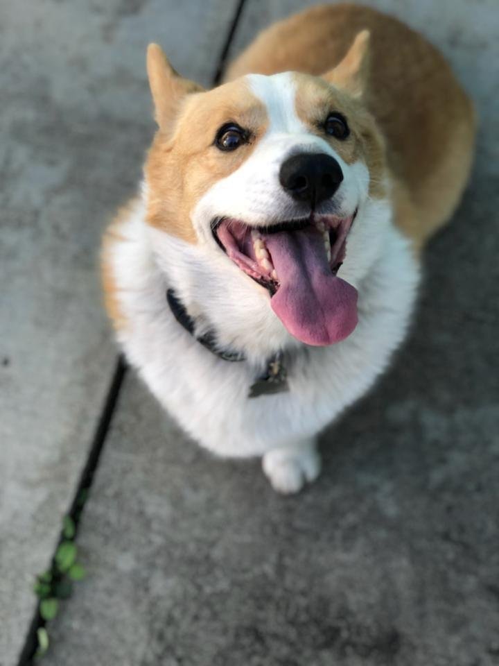 It's our Corgi's Birthday! Happy Birthday Brisket