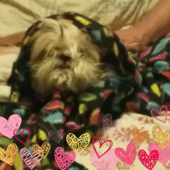 Poor Buster says Brrrrrrr! It's too cold for old doggies! Let's move to Hawaii!