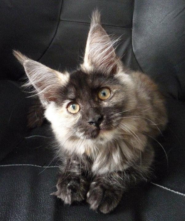Dixie at 2 months and 3.7 pounds.
