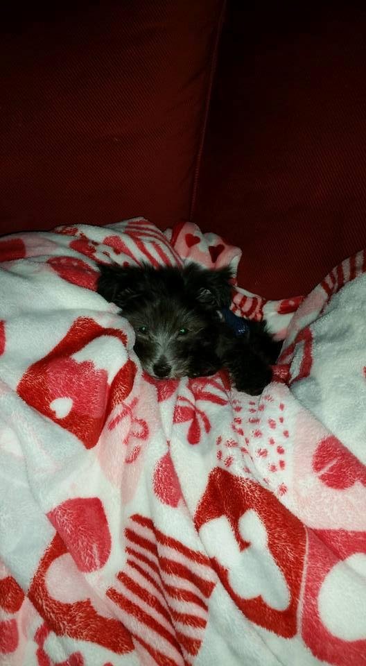 New member of this crazy family...Wookie