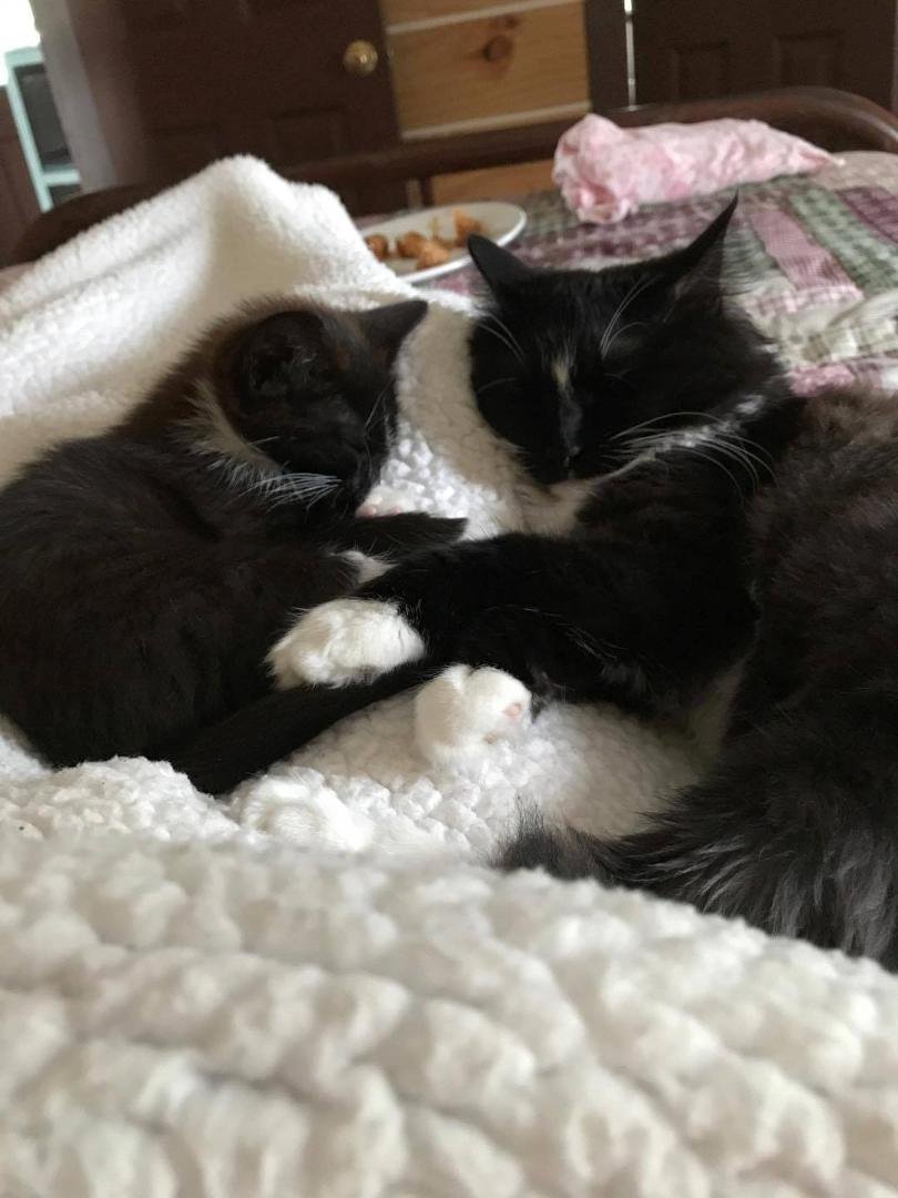''My friend, Trouble, and her new friend. so sweet.''