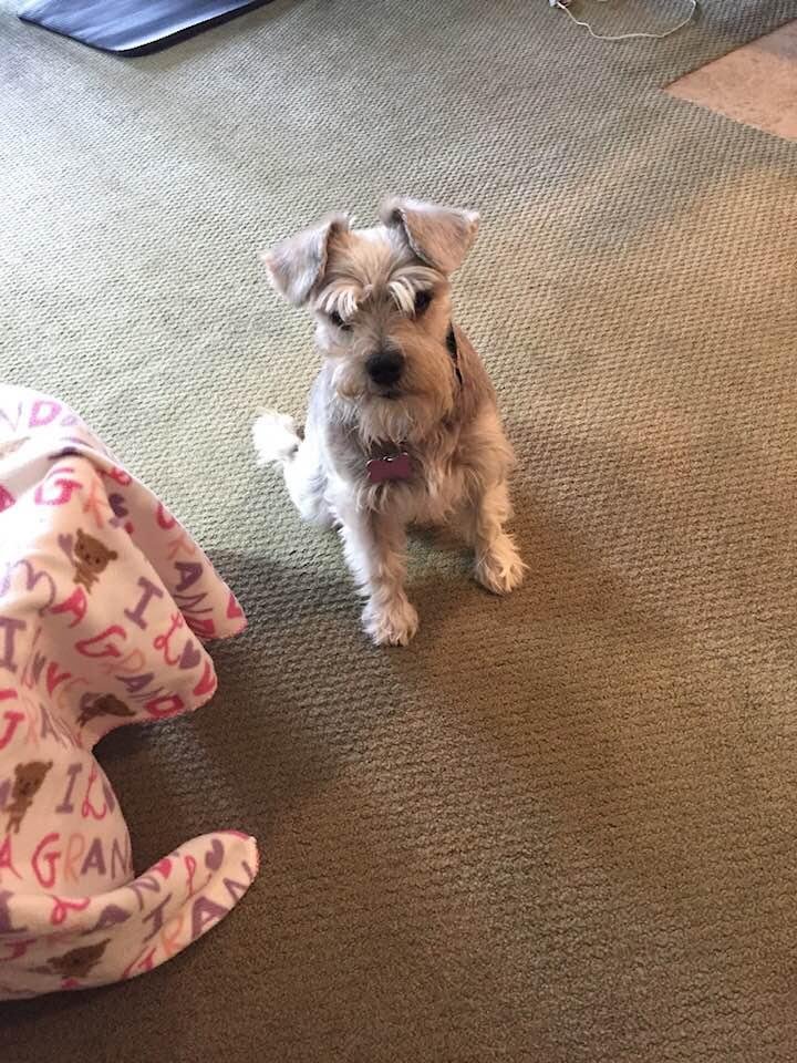 We just said good-by to our precious miniature Schnauzer, Maddie! She was 13 yrs old and fought a battle of diabetes, blindness, Cushing Disease and a variety of conditions ravaging her sweet body. We loved her dearly. Rest