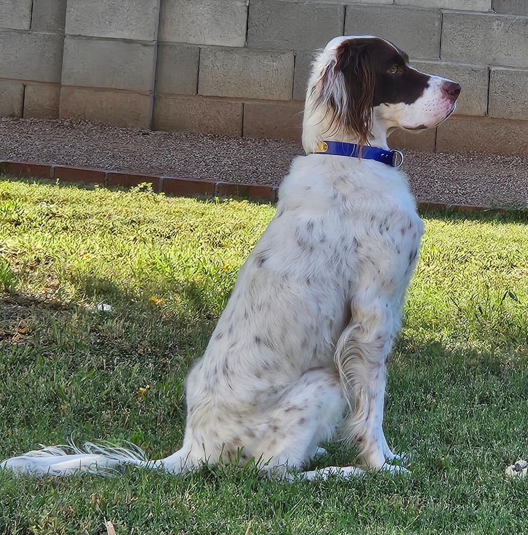 Happy 4th Birthday, Dylan!