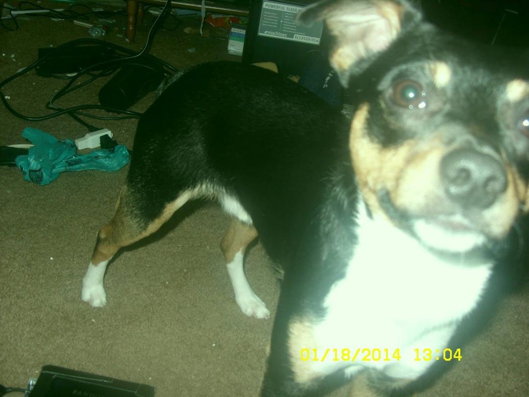 oggy