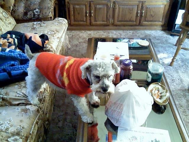Elvis waiting for dinner. Happier days!!