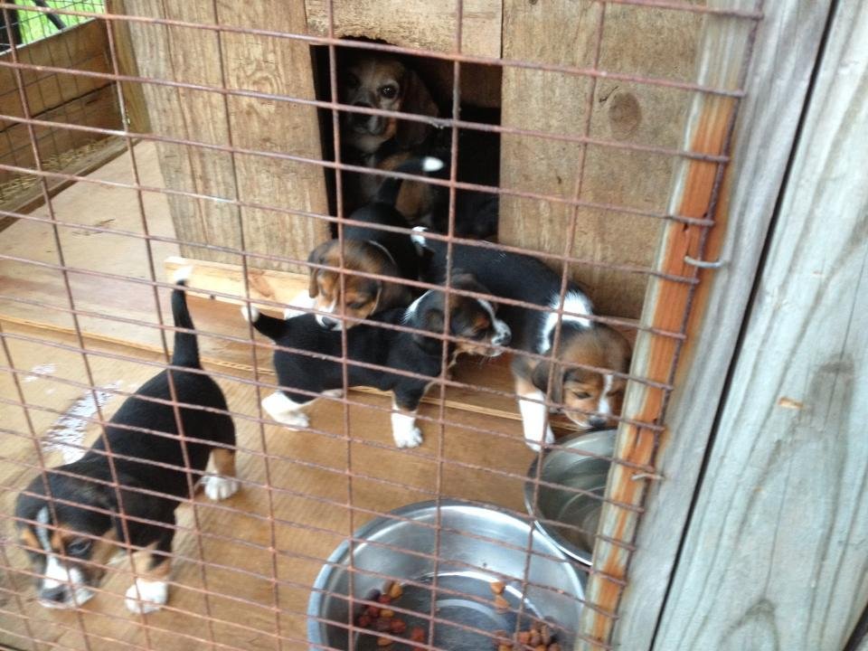 Uncle Mack's puppies