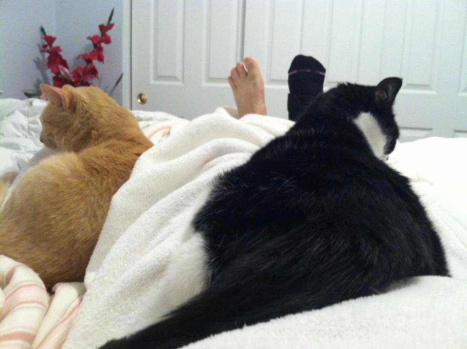 Since my ankle surgery, these two have decided I need constant company, but wow, they are such little furnaces at night!