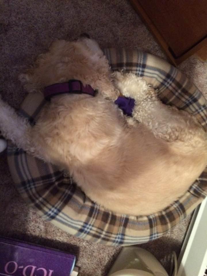 Now that I work from home, I have an assistant. As you can see, she is working very hard!