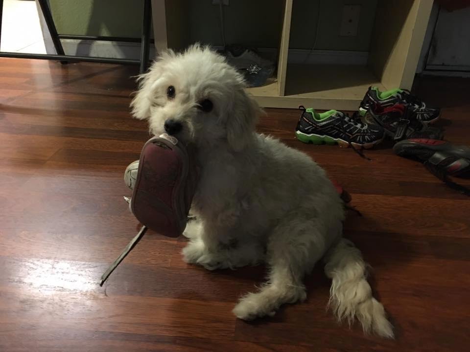 Mitzy chews shoes.