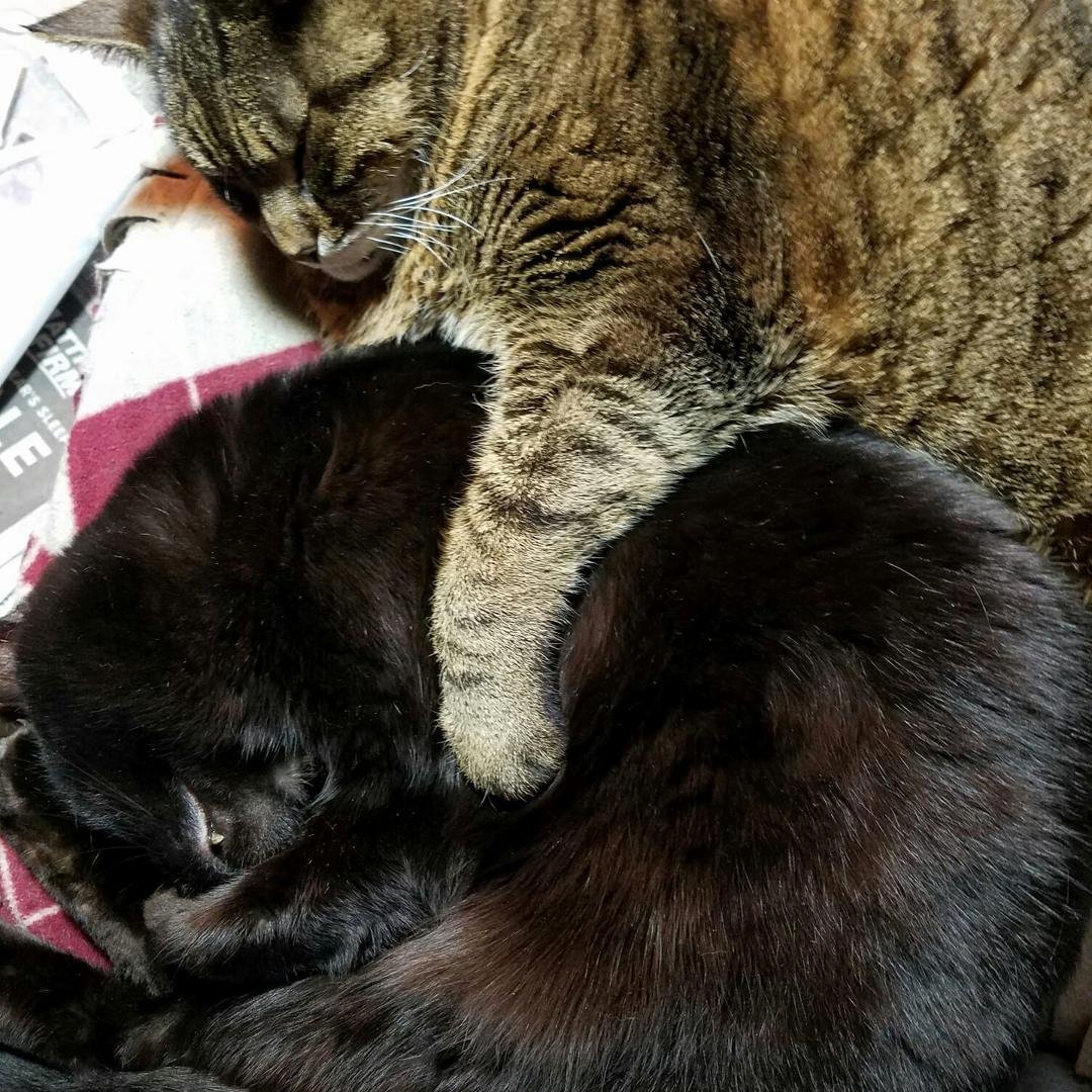Shu (large brown tabby) and Sylvester (small black kitty).