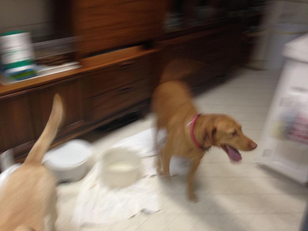 This lab, Visalia? Red female with a red collar with no tags showed up at my house in Artesia yesterday. Please call 9284284209 to claim.