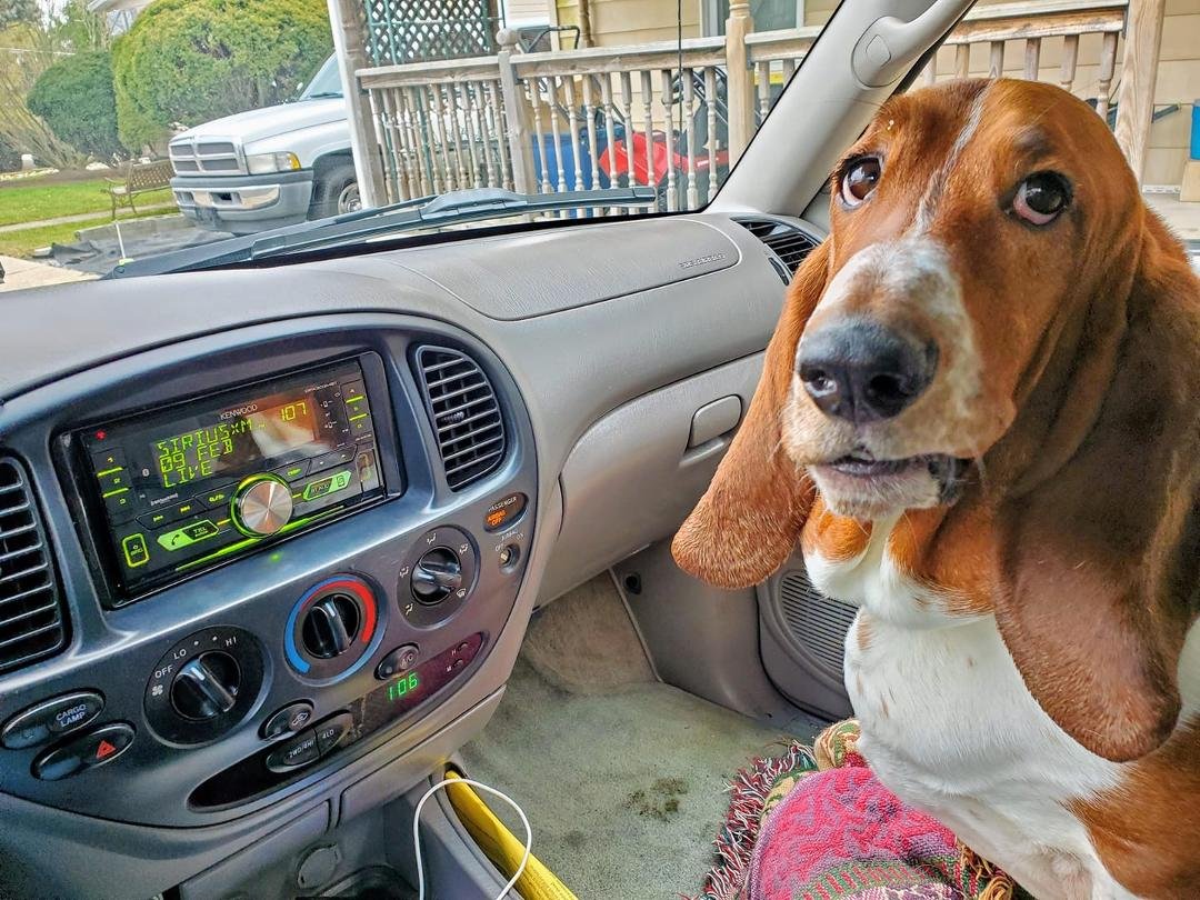 Otis in my recently acquired mint 2003 Toyota Tundra V8. The look says, "Come on Dad, let's go for a ride up the line for a McDonald's cheeseburger"