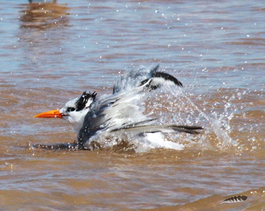 New ! ToDay...
" Taking a Bath "