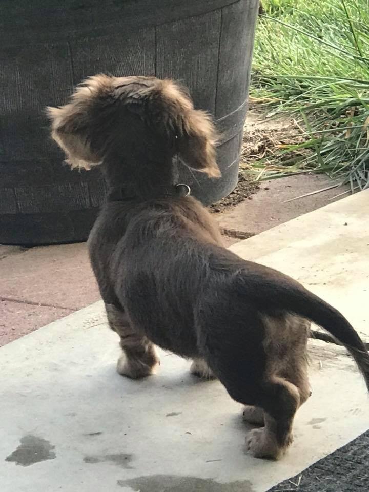Last puppy pic... BUT to all of my peeps who are genetically related to me (Ivey clan) see the resemblance with the long body and short legs?