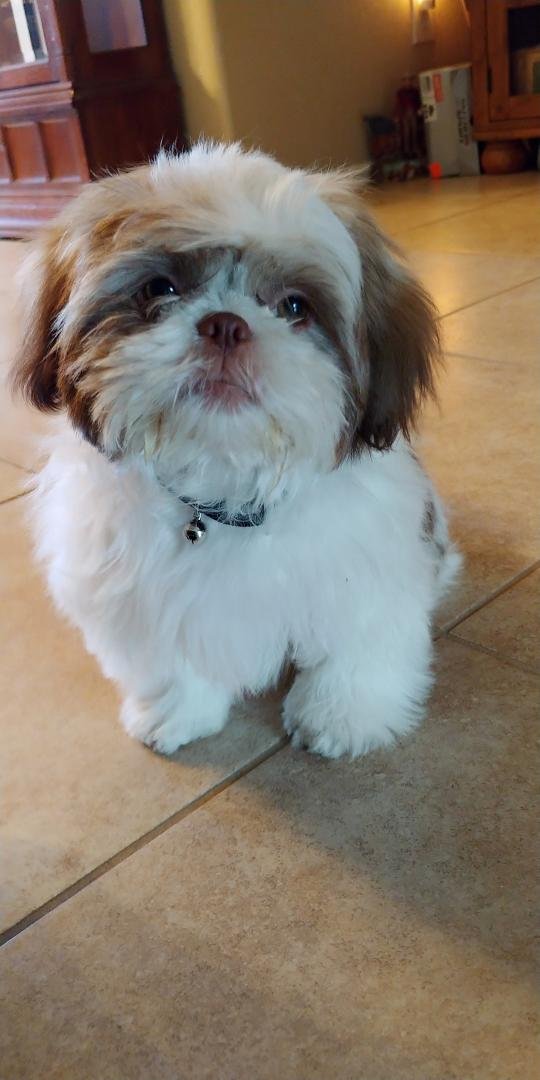 Today is Bubba's 
1st 
Birthday