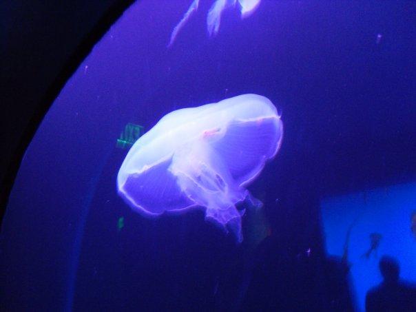 Tabitha Hanke's album, birthday trip to the aquarium 2010