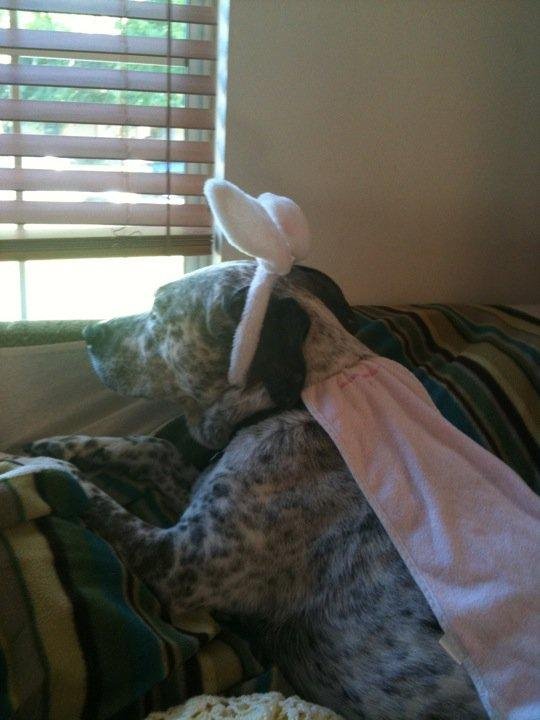I left my grandaughter in the playroom for 5 minutes and this is what I walked into .. One huge flying rabbit!!!!