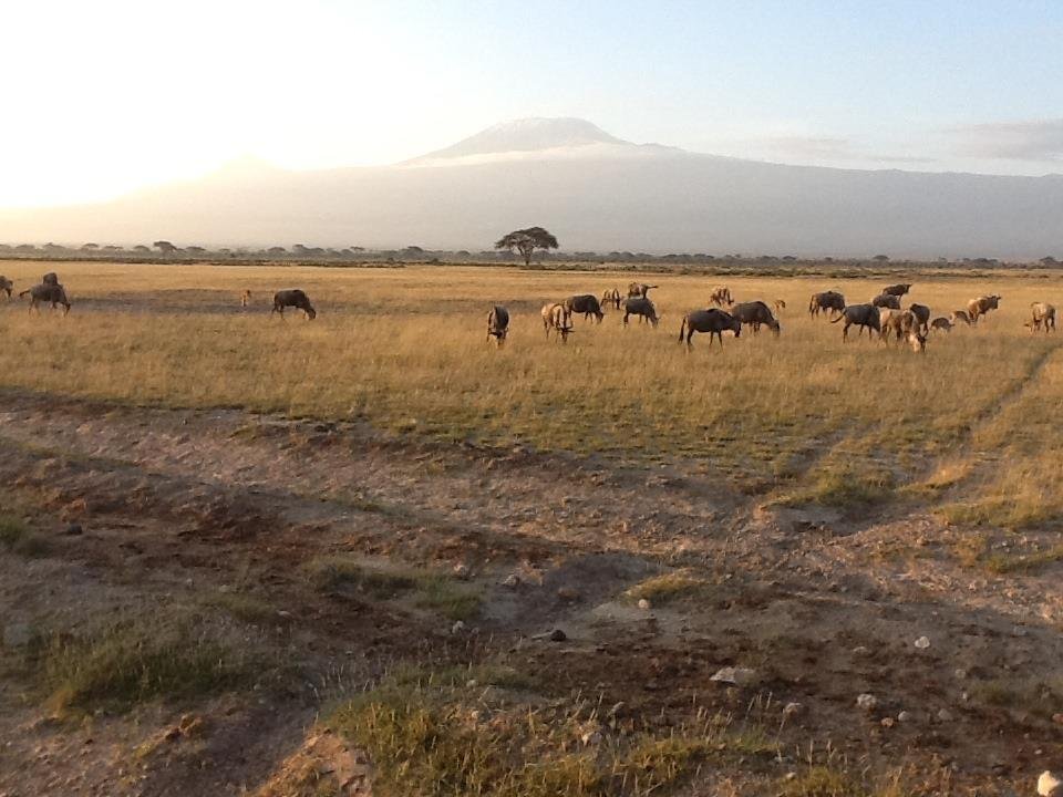 Wildebeest with Mt Kilimanjaro in the background.