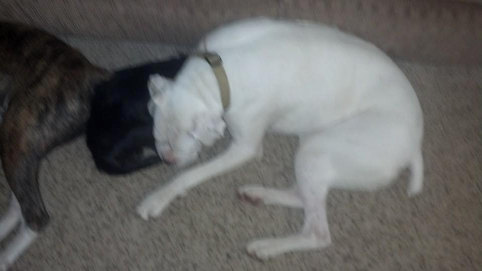 More snuggle buddies