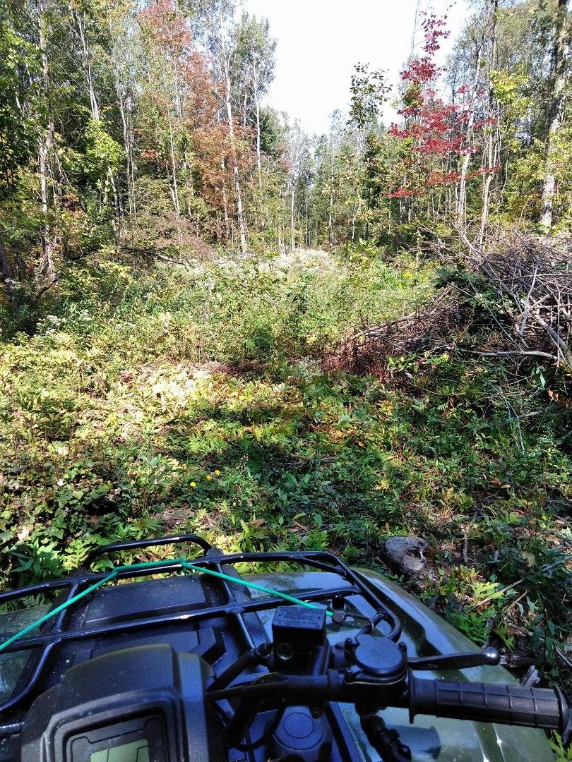 Clean up the woods so the kids can go hunting.