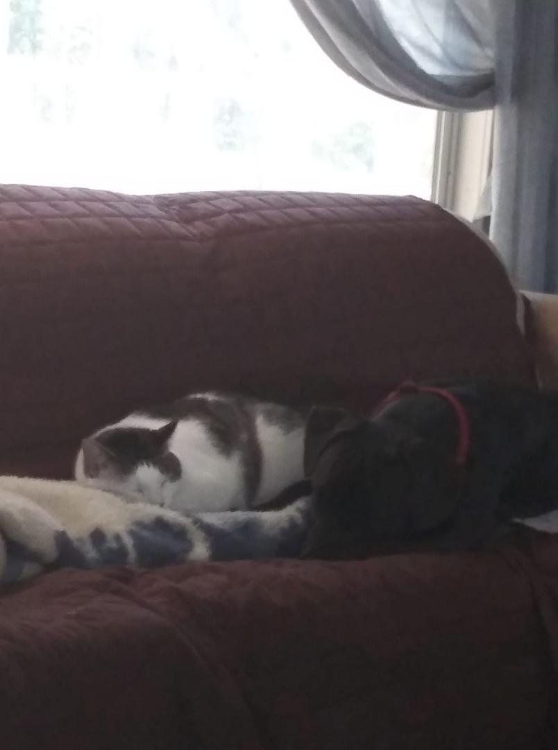 "Cats and dogs living together!"