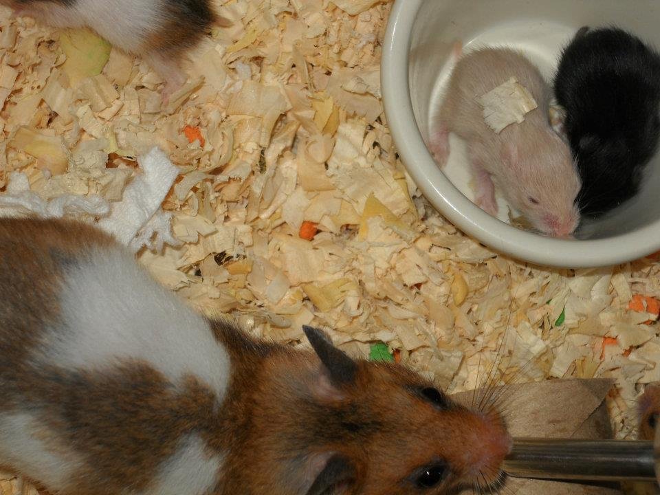 Robert Fletcher's album, Hamster