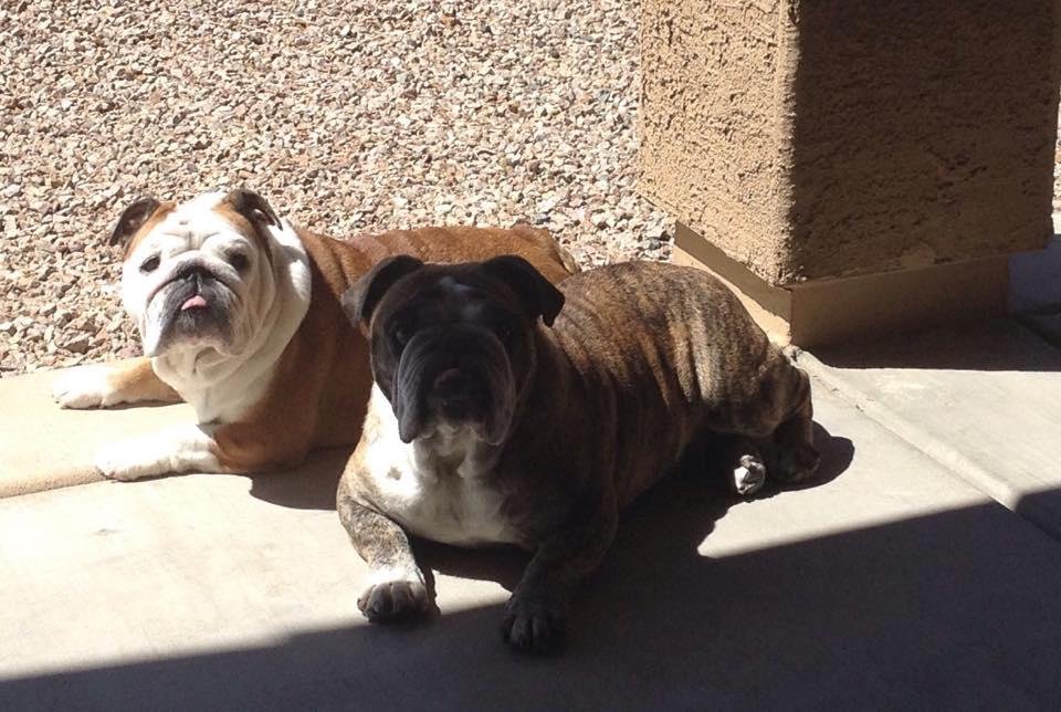 What? It's National Dog Day?
Does this mean we get an extra treat?