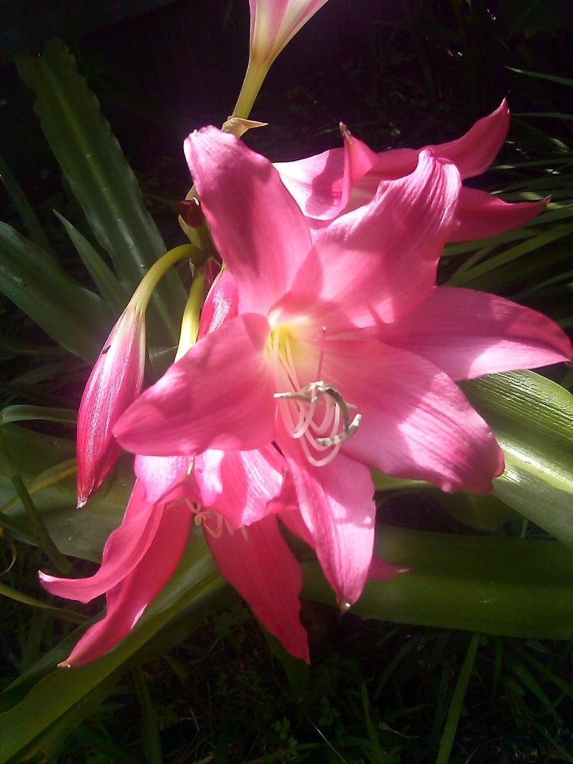 I'm a proud momma again. My newest flowers to bloom. Another pink Amarillo. Was hoping for a red one thou. They are so lovely.