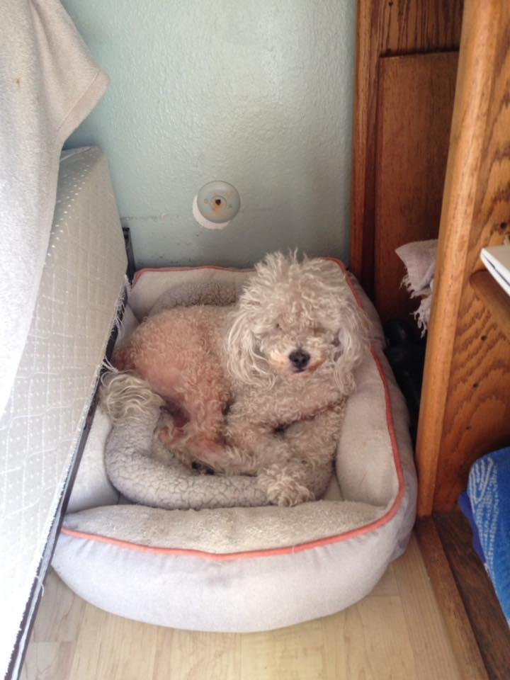 Skipper wishes everyone a happy National Dog Day!
