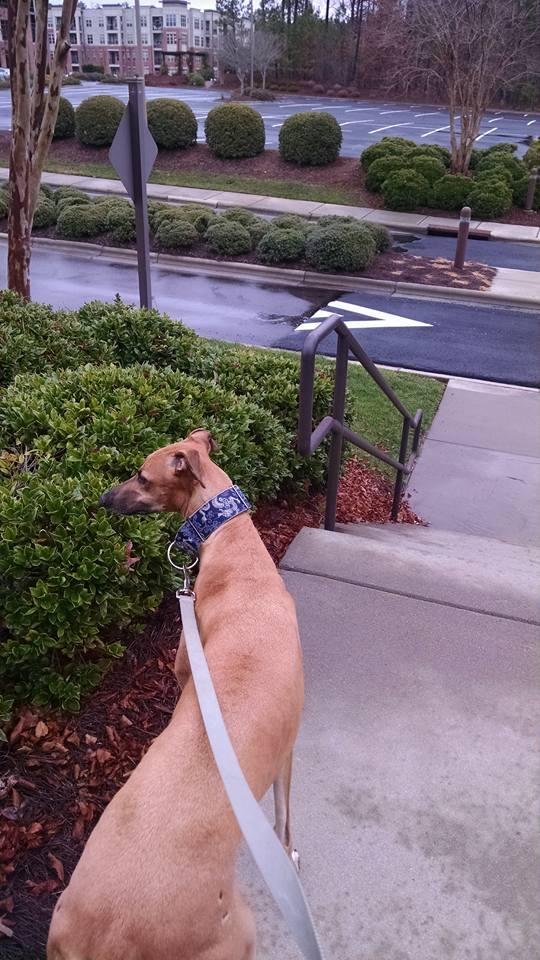 My sweet and loving female Greyhound, Nyla, whom I walked regularly for almost two years until she moved; miss her a lot and always will...!!!!!!!