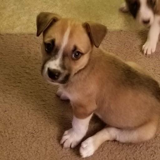 Our new addition Charlie