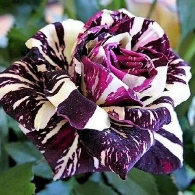 Here one for all my lady's friend's on Facebook love you all