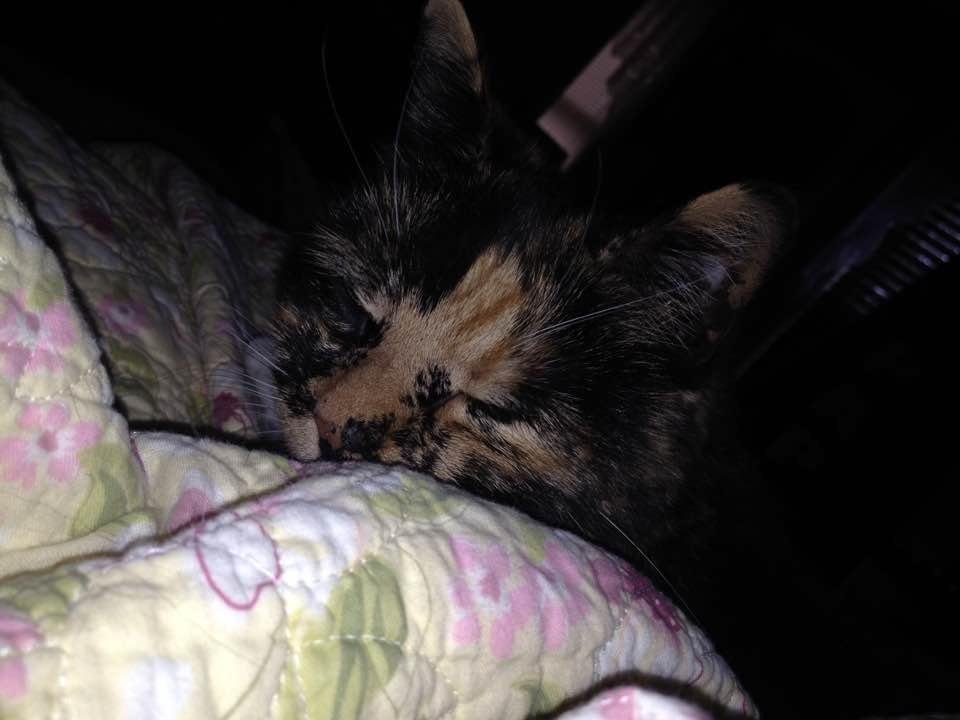 I'll miss you little buddy...RIP Whoatie 😢