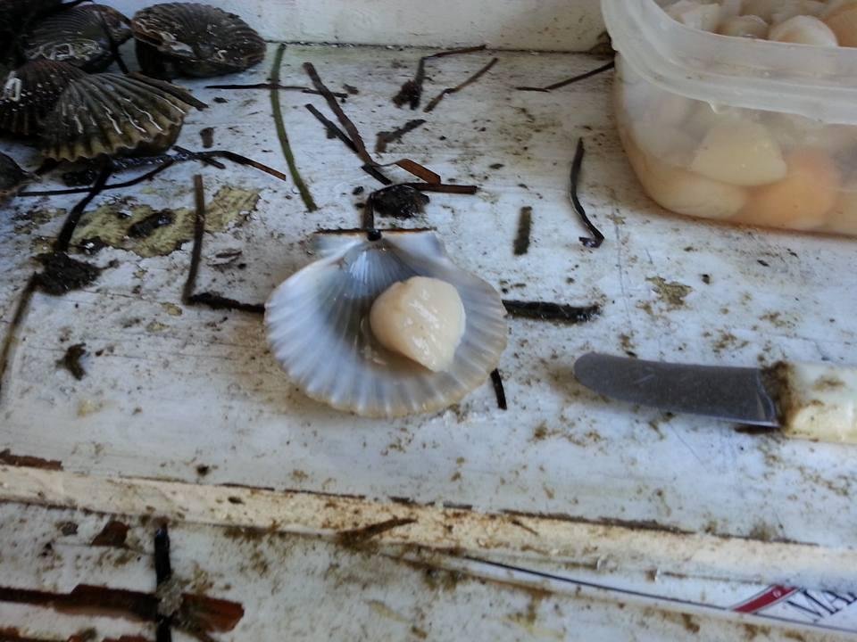 Peter West's album, Mobile Uploads